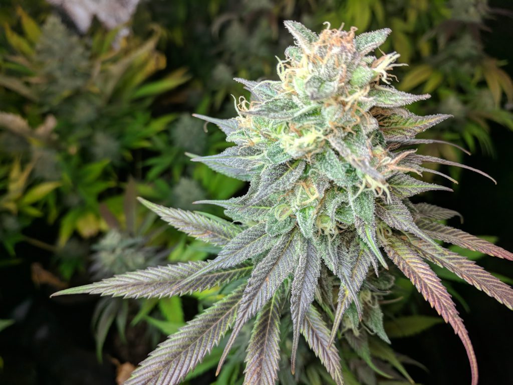 Neem oil, the organic wonder treatment for cannabis kinder.farm