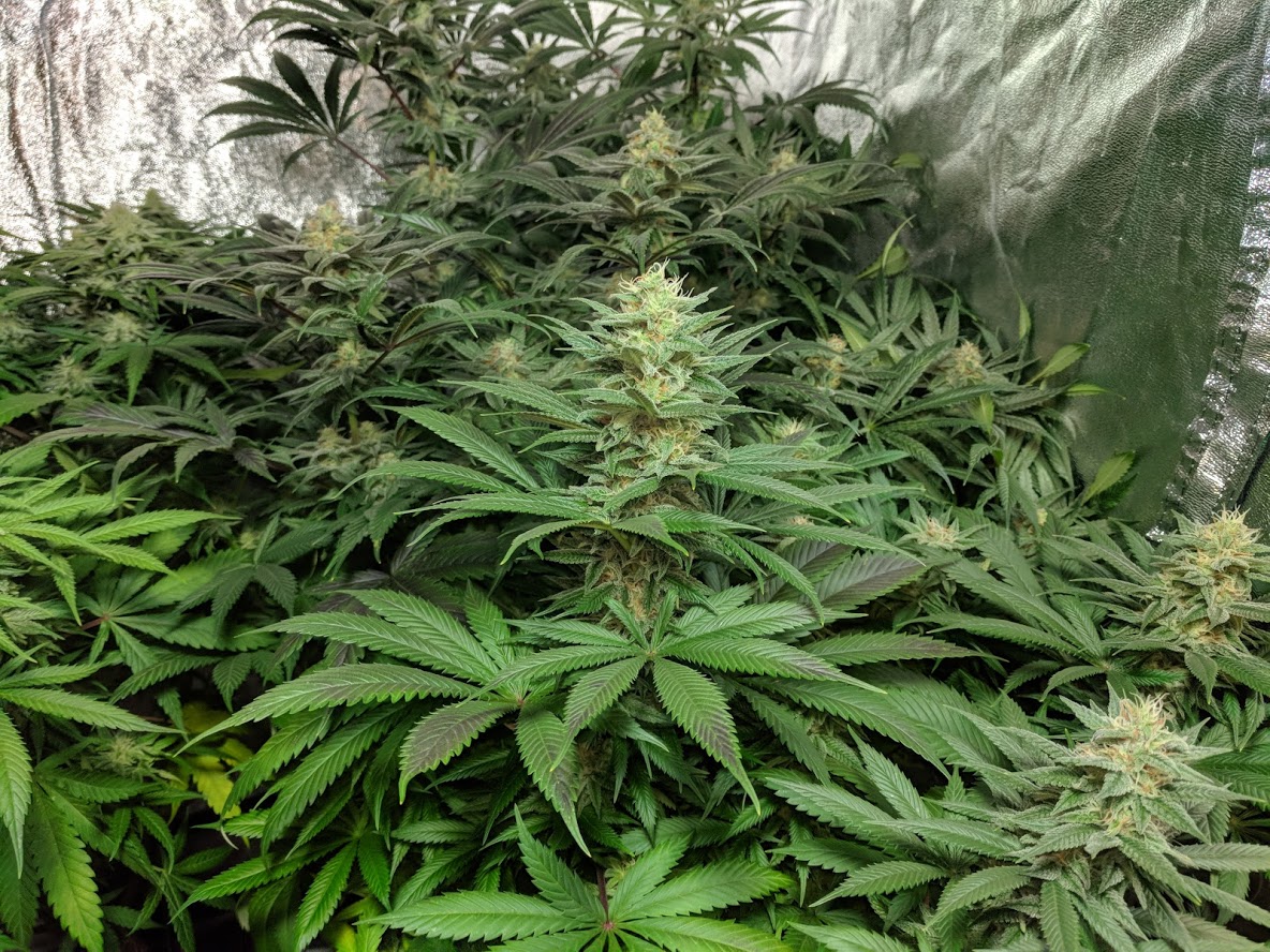 Neem oil, the organic wonder treatment for cannabis kinder.farm