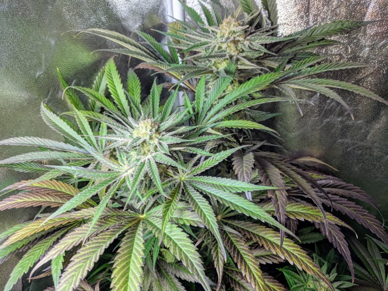 Chocolate Skunk CBD by 00 Seeds – Review