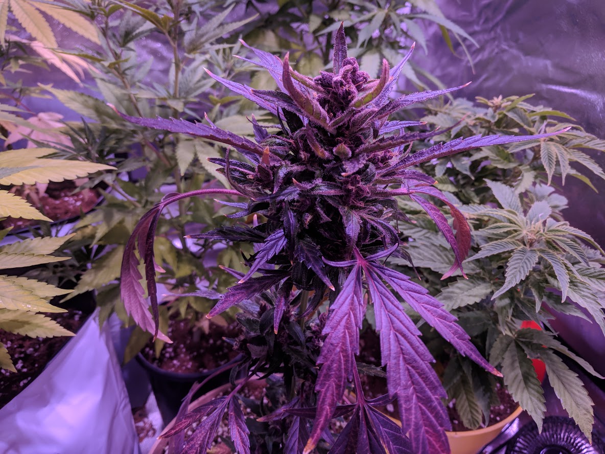 Dark Devil Auto by Sweet Seeds – Review